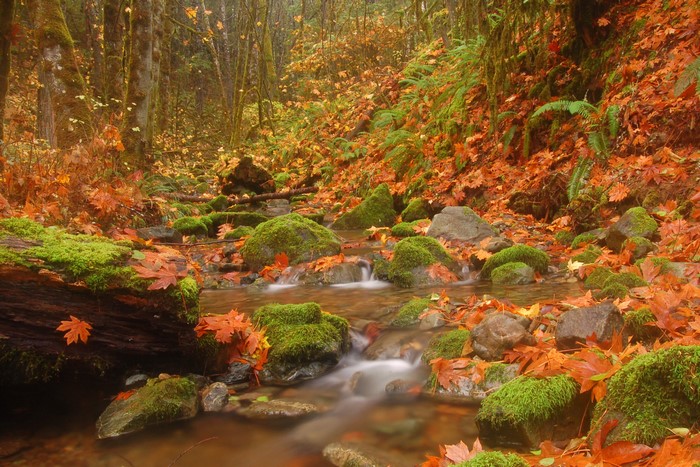 Autumn forest stream with mossy rocks and fallen leaves