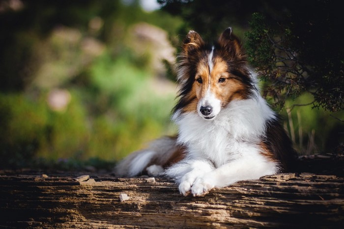 Shetland Sheepdog lying on a log outdoors