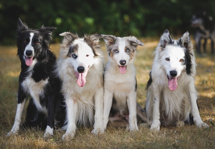Four Border Collies Sitting in a Field