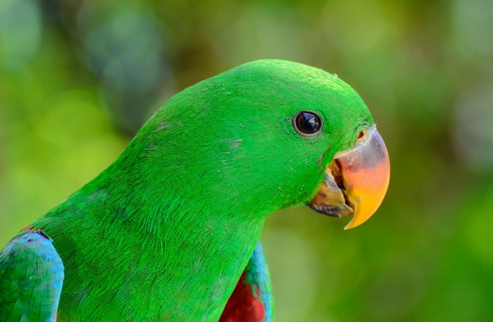 Green Eclectus Parrot close-up