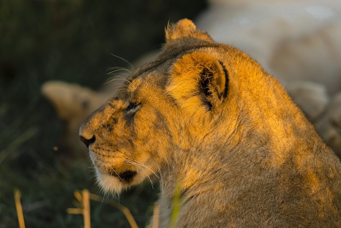 Lioness in golden hour light