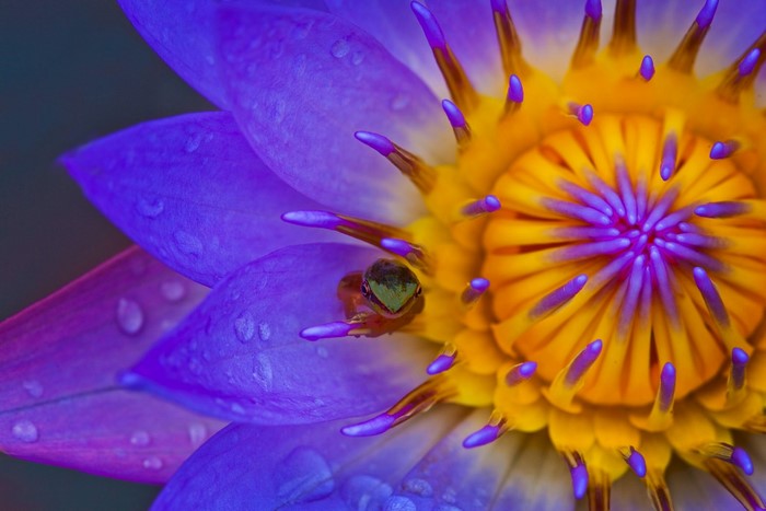Frog hiding in a purple water lily