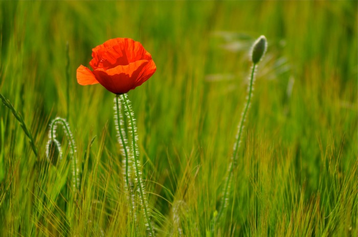 Red poppy flower in a field