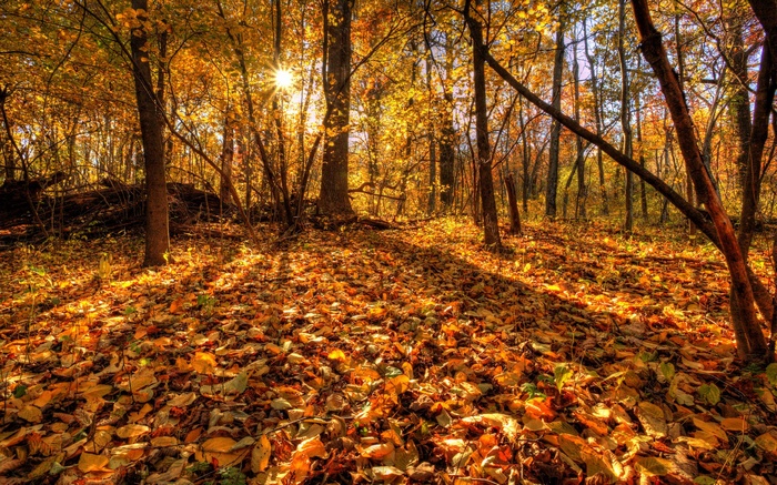 Sunlight filtering through autumn forest with fallen leaves