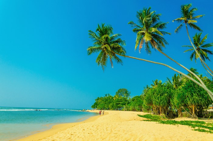 Palm trees on a sandy beach with the ocean