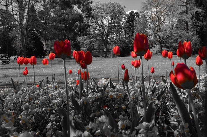 Red Tulips in a Park