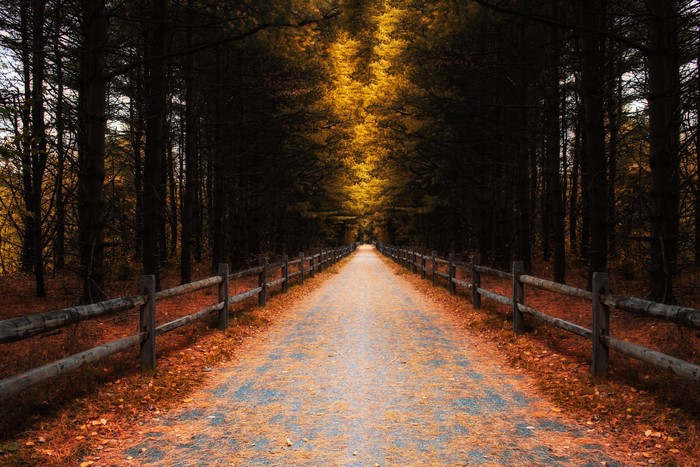 Autumn forest road with wooden fence