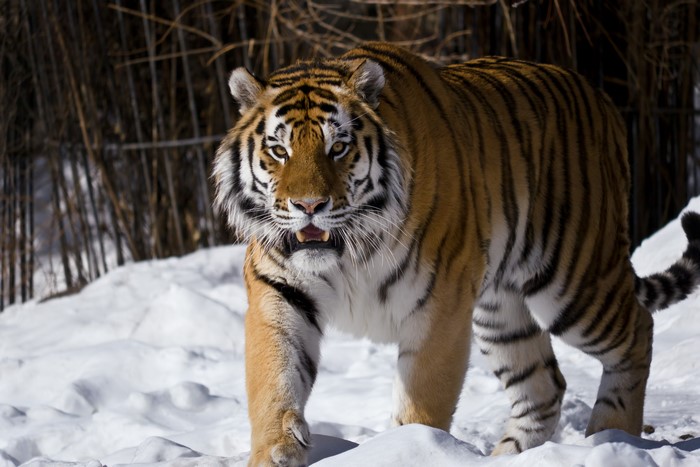 Tiger walking in the snow