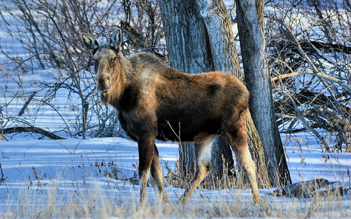 Moose standing in a snowy forest