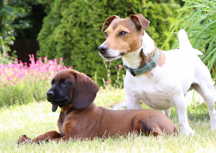 Bavarian Mountain Hound puppy and Jack Russell terrier in garden