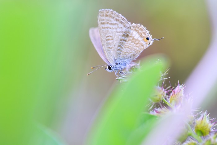 Close-up of a small butterfly on a plant