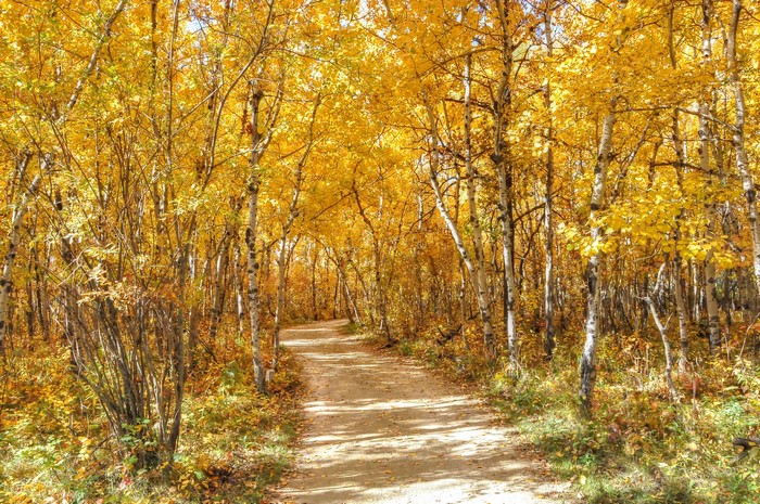A dirt path winds through a forest in autumn with yellow leaves.