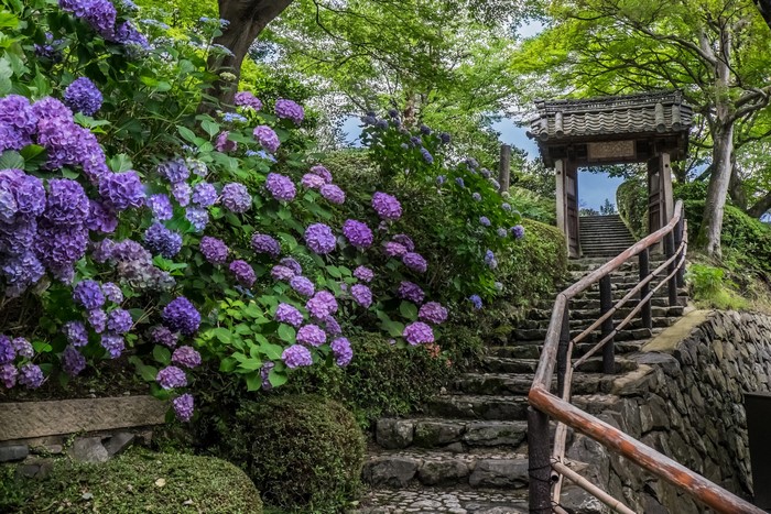 Stone stairs leading to a temple gate with hydrangeas