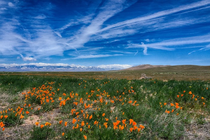 Field of orange poppies with mountains under a blue sky