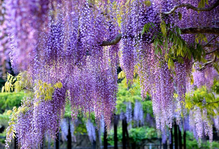 Purple Wisteria flowers hanging from a tree branch