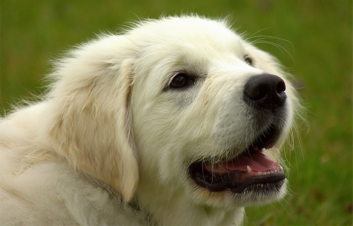 White Golden Retriever Dog Head Close-up