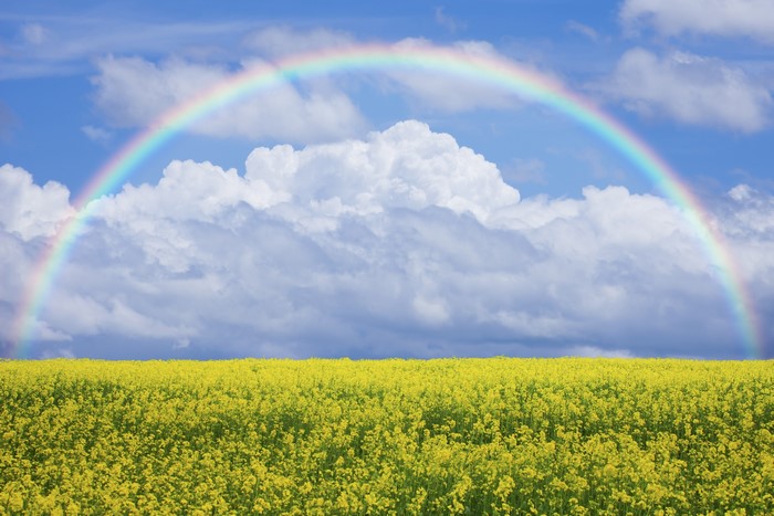 Rainbow over a field of yellow flowers under a cloudy sky
