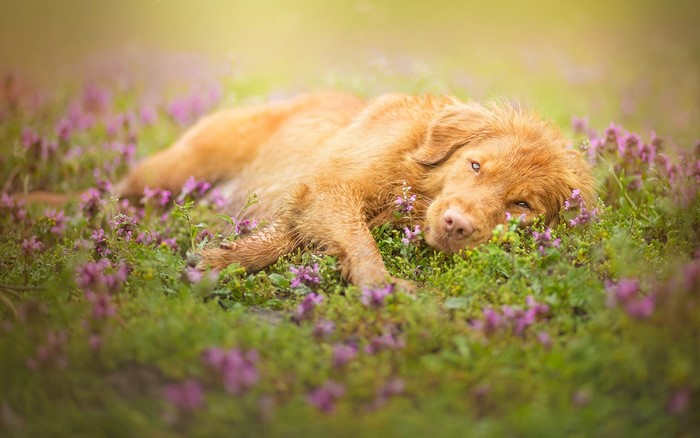 Golden Retriever dog lying in a field of purple flowers