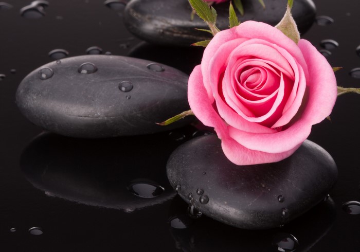 Pink rose on wet black stones