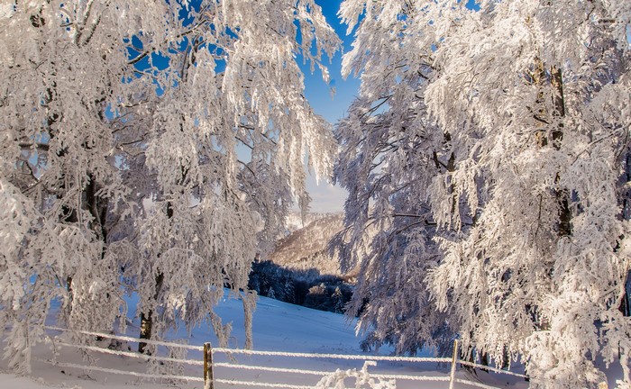 Snow-covered trees and a fence in winter