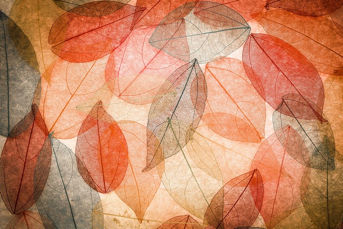 Autumn Skeleton Leaves