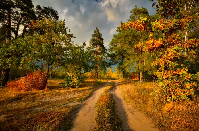 Autumn road through a forest with colorful trees