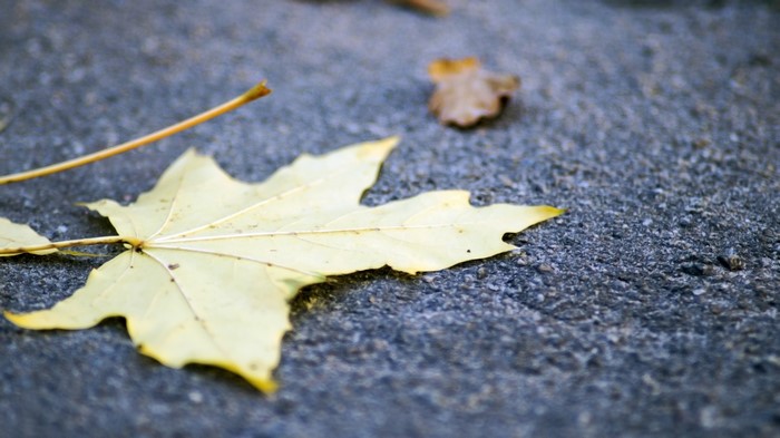 Yellow maple leaf on asphalt