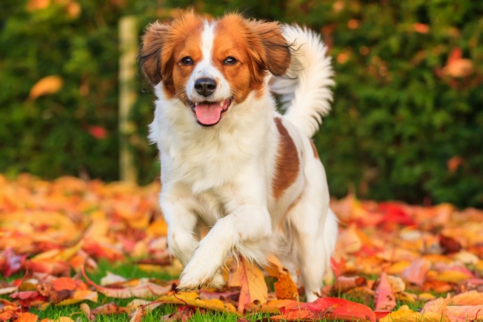 Kooikerhondje dog running in autumn leaves