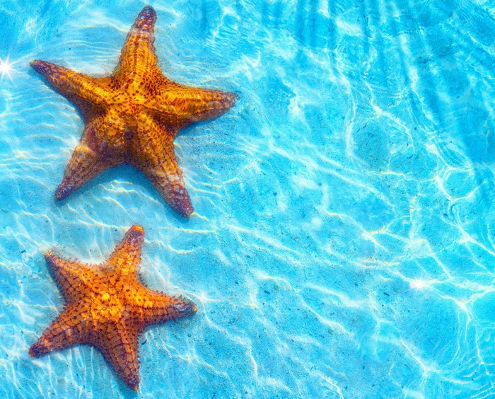 Two Starfish Underwater
