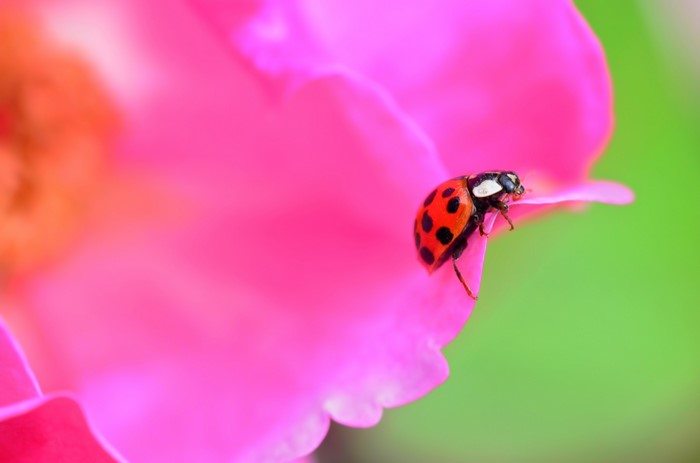 Ladybug on a pink flower petal