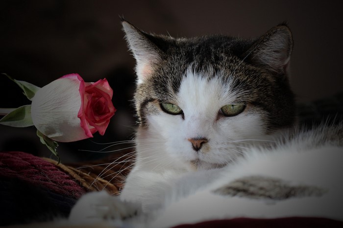 Cat with a rose