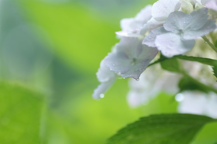 Close-up of Hydrangea flowers with water drops