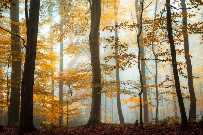 Autumn forest with fog and fallen leaves