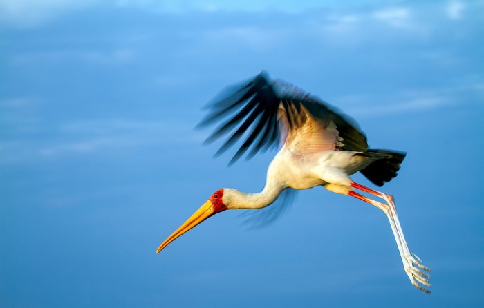 Storks Birds