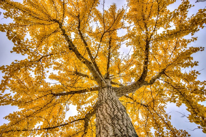 Ginkgo tree with yellow autumn leaves, bottom view