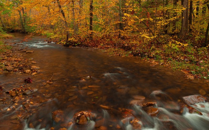Autumn stream flowing through a forest with colorful leaves