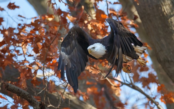 Bald Eagle in Flight Among Autumn Leaves