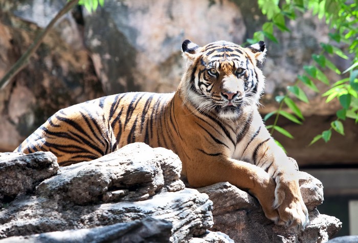 Tiger resting on rocks in a zoo enclosure
