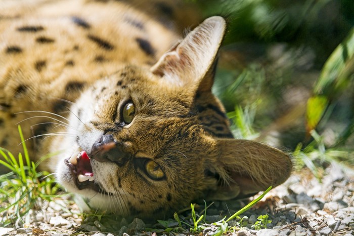 Serval lying on the ground