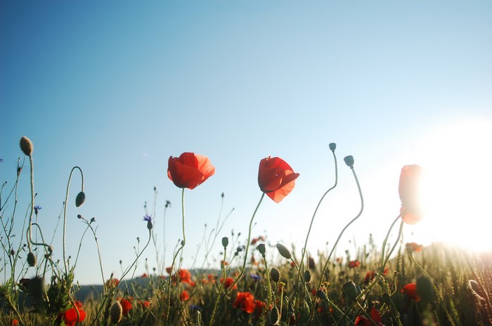 Field of red poppies under a clear blue sky