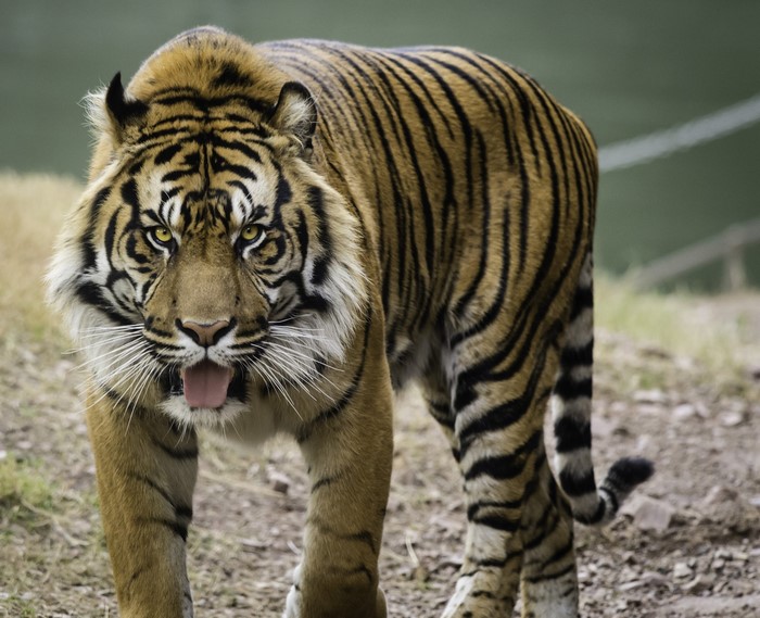 Tiger with mouth open
