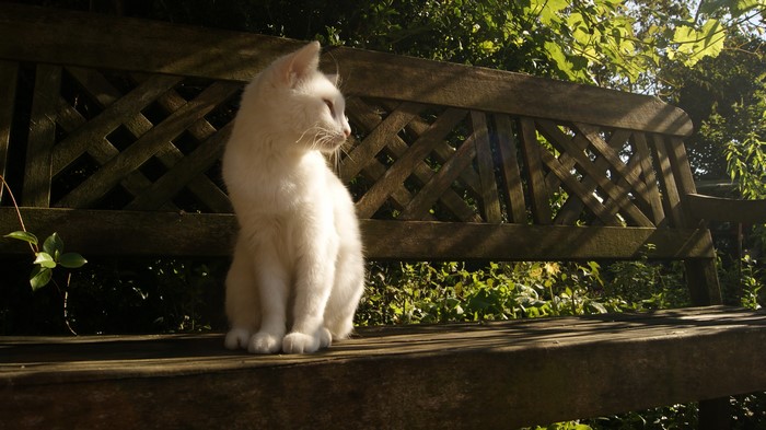 White kitten sitting on a wooden bench in sunlight
