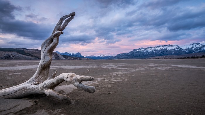 Driftwood on Jasper Lake with Mountains