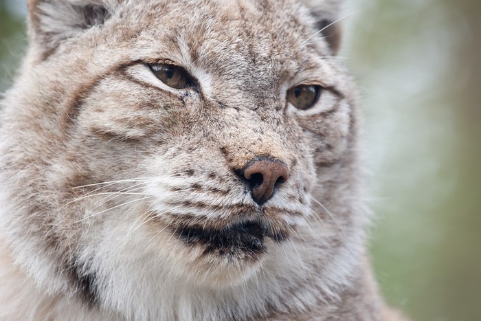 Close-up of a Lynx's face
