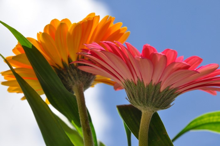 Two Gerbera daisies, orange and pink, against a blue sky