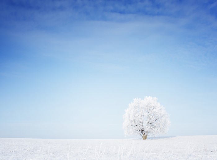 A lone frosted tree in a snowy field under a blue sky