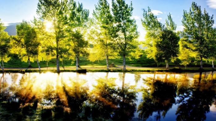 Sunlight filtering through trees reflecting in a pond