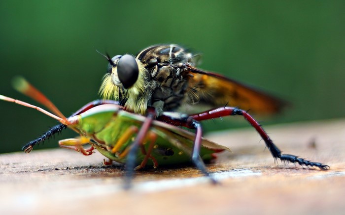 Robber fly eating a green bug