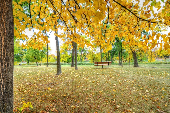 Park bench in autumn with yellow leaves
