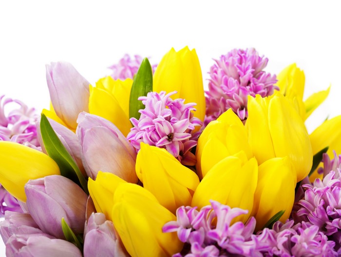 Yellow and Lilac Tulips and Hyacinths Closeup